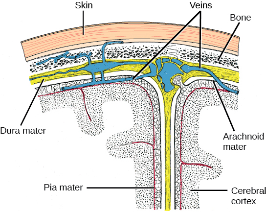 cerebral and skin